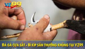 Đá gà cựa sắt - Bí kíp săn thưởng khủng tại VZ99