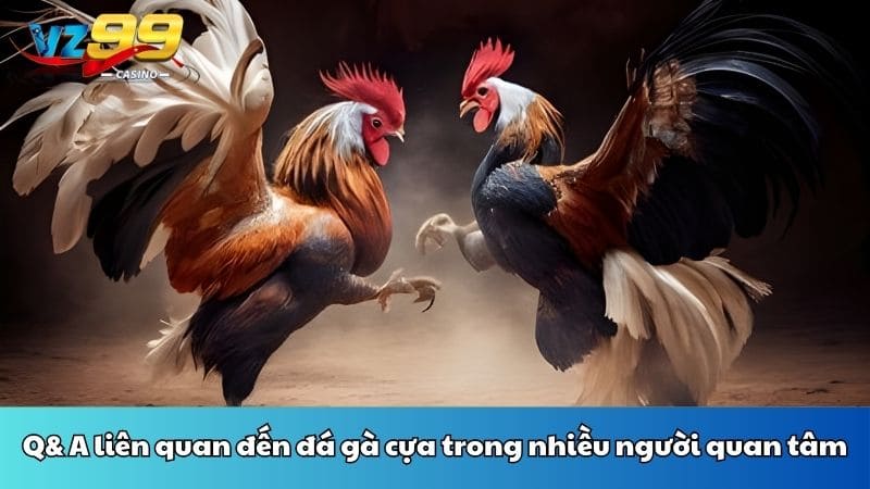 Q& A liên quan đến đá gà cựa trong nhiều người quan tâm
