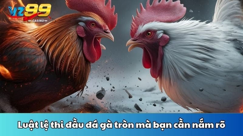 Luật lệ thi đầu đá gà tròn mà bạn cần nắm rõ