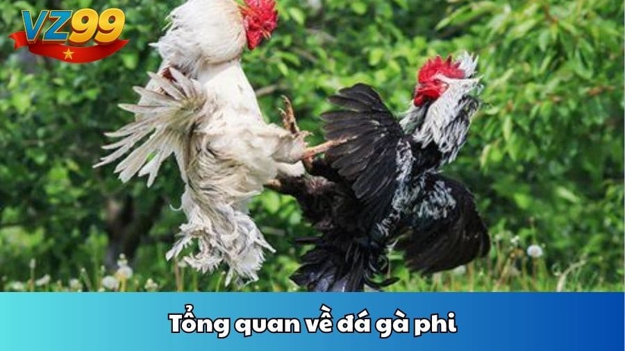 Tổng quan về đá gà phi