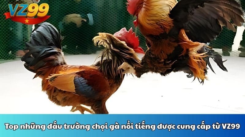 Top những đấu trường chọi gà nổi tiếng được cung cấp từ VZ99