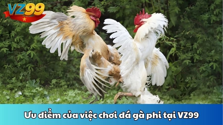 Ưu điểm của việc chơi đá gà phi tại VZ99